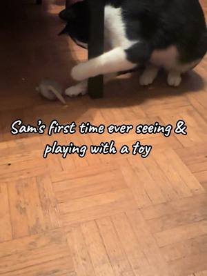 #catsoftiktok #catlovers #catdistributionsystem #catmom #fyp 