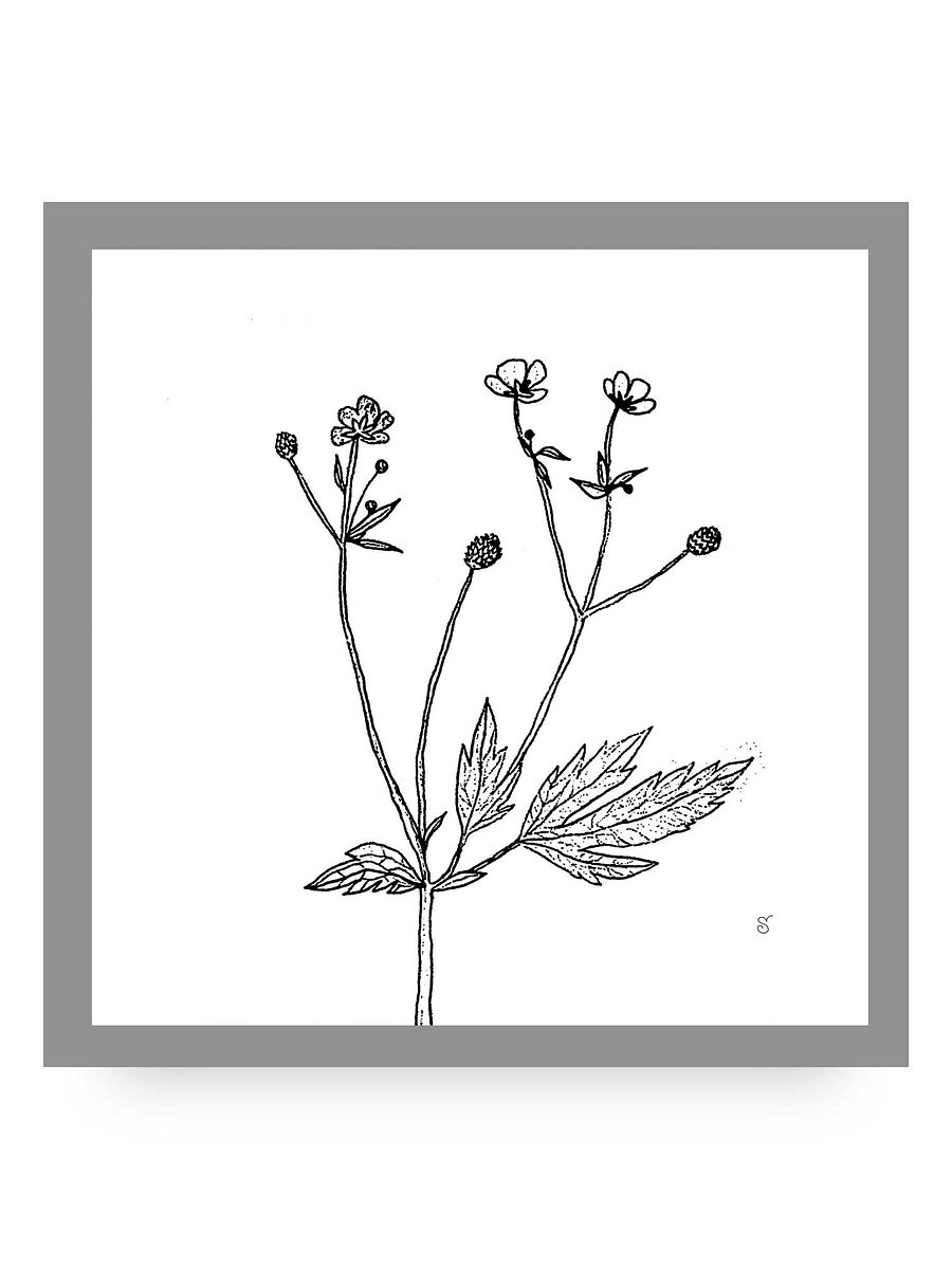 Botanical Bliss Canvas - Wild Flowers product image (10)
