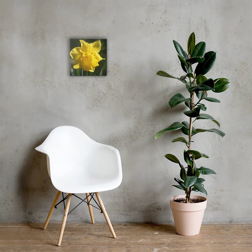 Daffodil product image (5)