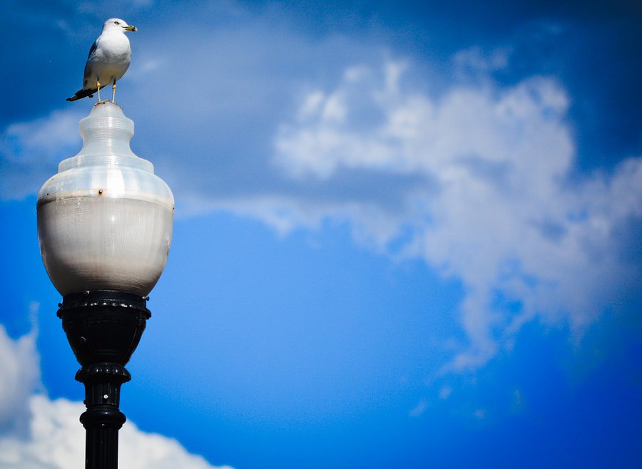 Mr. Shmee’s Bird named Boss product image (2)