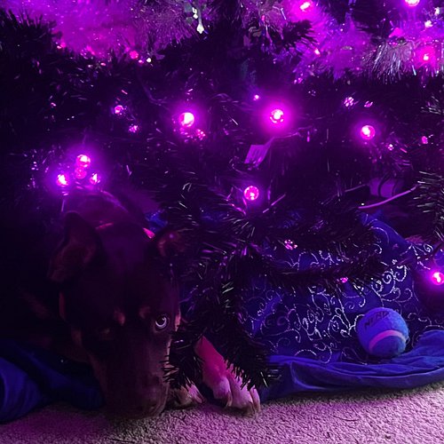 Luna playing innocent like she’s just going for her ball and not trying to eat the fucking ornaments like a real dickhead.
