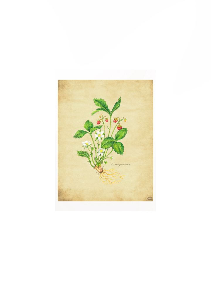 Wild Strawberry - Art Print product image (2)