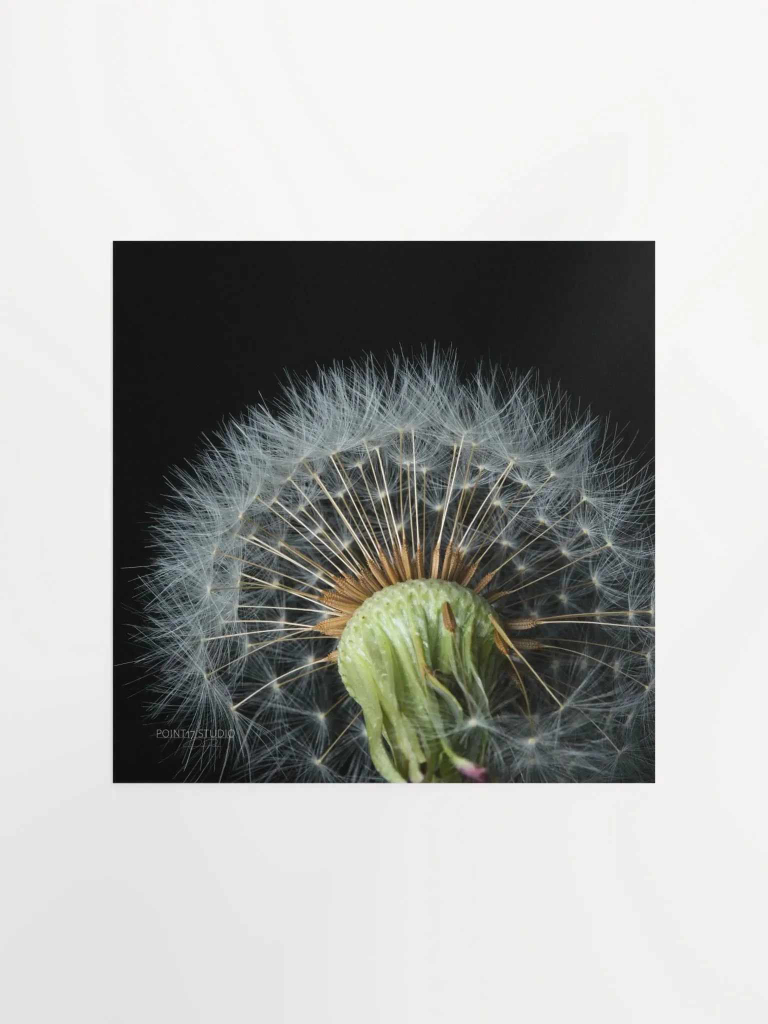 Dandelion #4 - Print product image (2)