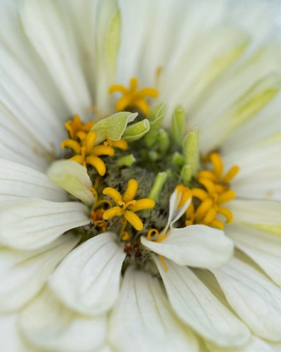 Zinnia is a genus of plants of the sunflower tribe (Heliantheae) within the daisy family (Asteraceae). Zinnias are an annual ...