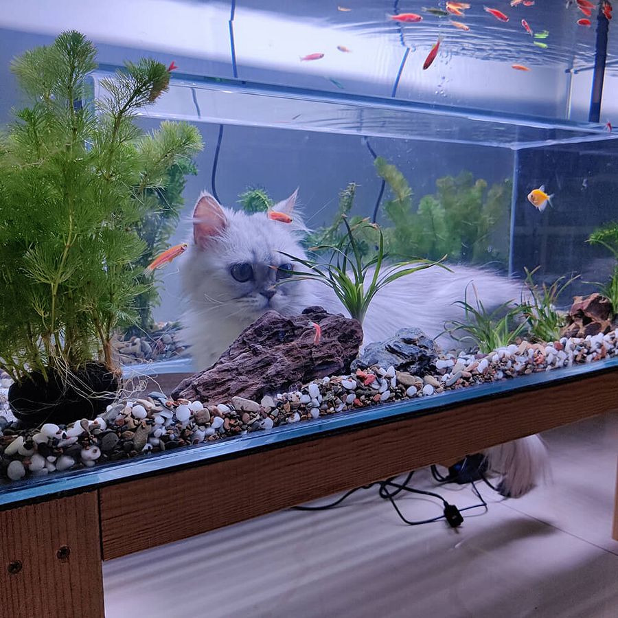 Bottom Entrance Cat Aquarium product image (2)