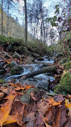 Find your peace today. You deserve it. We all do.

#fall #hike #autumn #bridge #stream #washington 

Alt: Dani talks to the c...