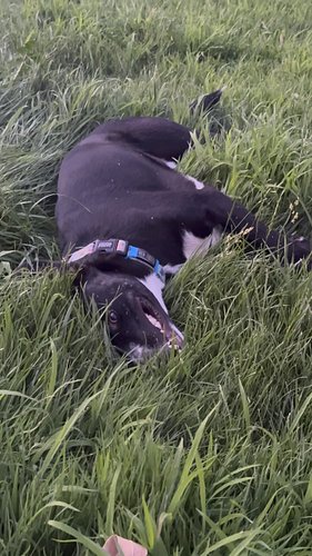 Hudson loves this overgrown grass in the yard  so much 🥰 #bordercollie #dogstagram #dogsofinstagram #shelterdog #dogsofig #do...
