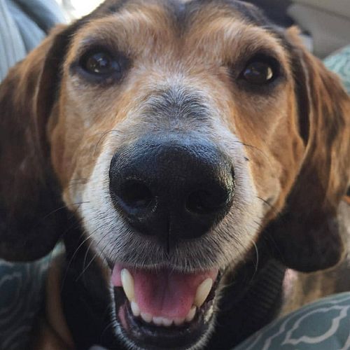 I love you, Brady. You were the best boy.

When I was in elementary school, I had a couple friends who lived across the stree...