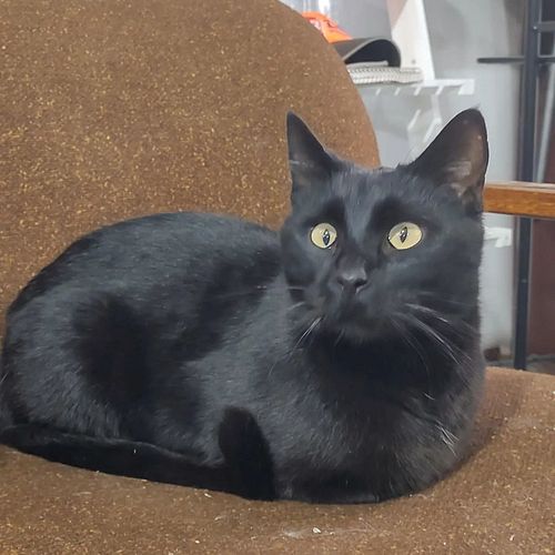 Panther

#cats #catsofinstagram
