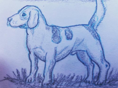 And another dog sketch - just a quickie to have fun / 2018 #dogsketch #animaldrawing