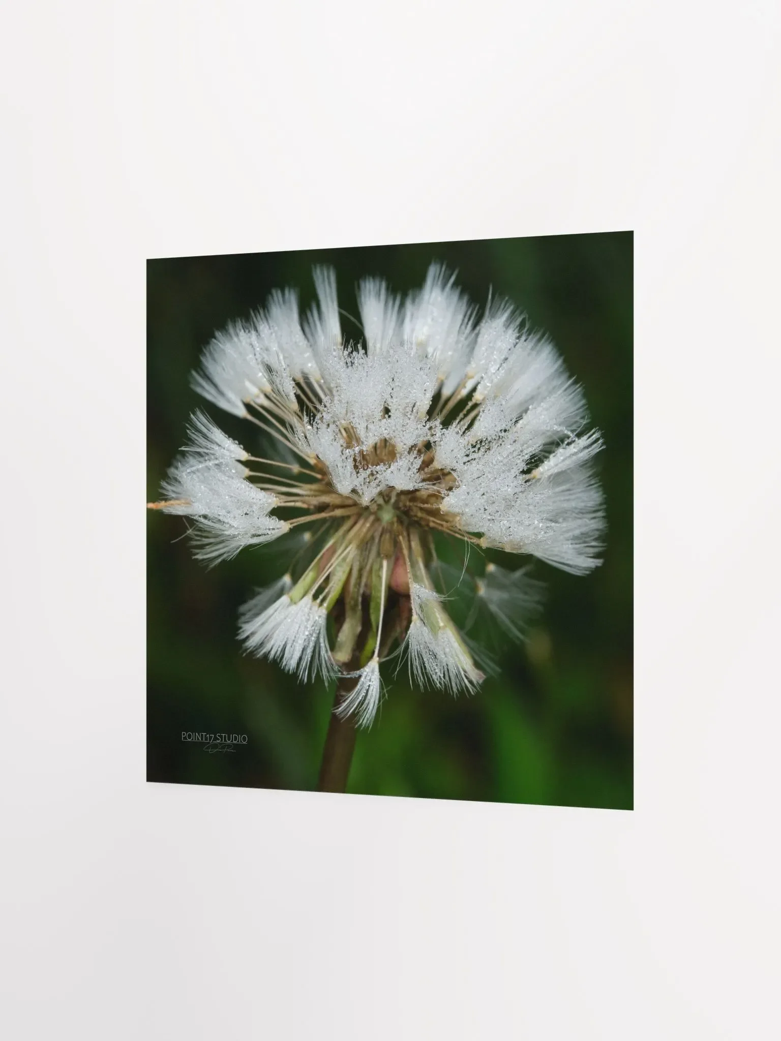 Dandelion #5 - Print product image (4)