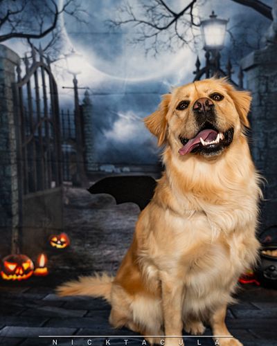 Was a privledge to work with @_clover_care_ to photography these wonderful pooches for their halloween dress up day! Super ha...