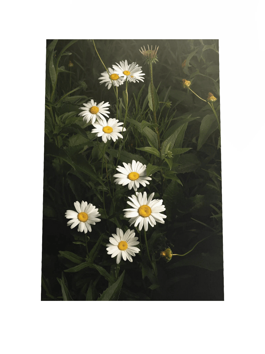 Cascading White Daisies product image (4)