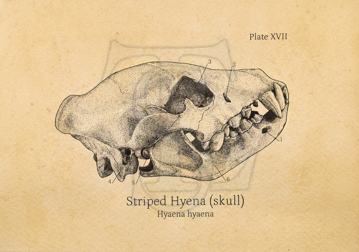 Striped Hyena Skull Giclée print (hand watercolored) product image (1)