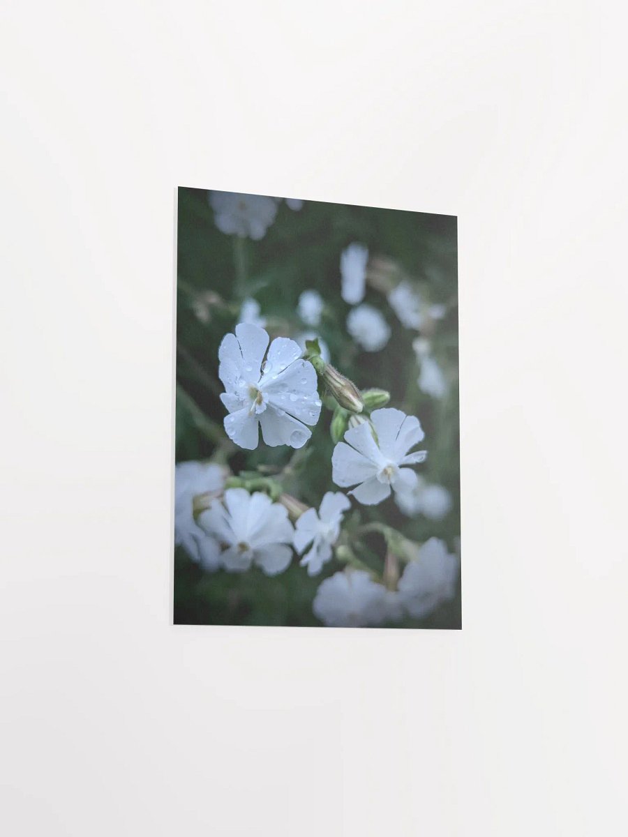 Maidenstears (Print) product image (27)