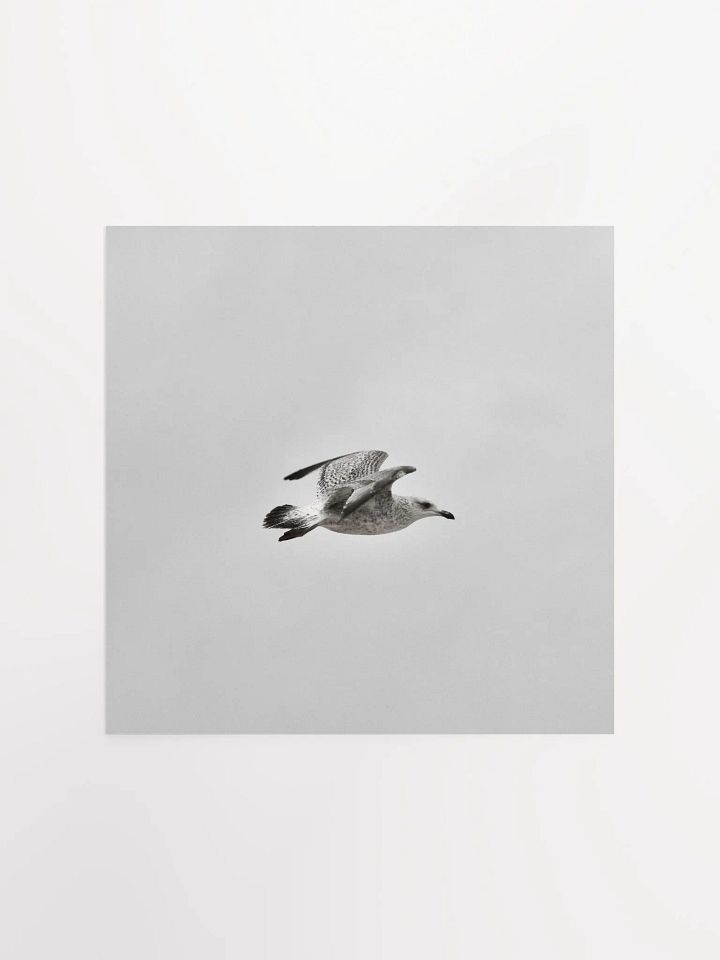 Young Gull in Flight BNW Square Poster product image (3)