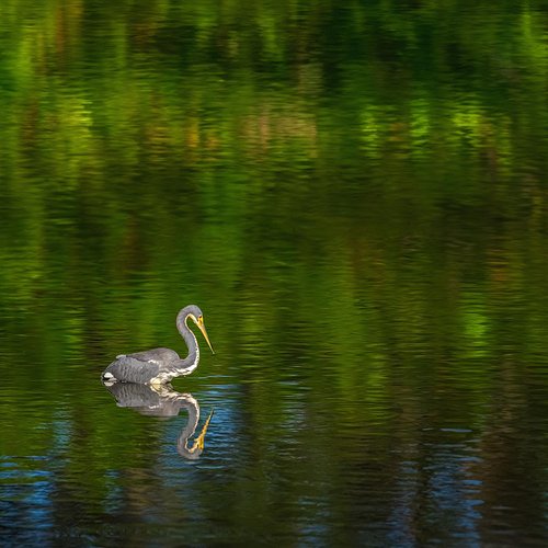 Reflections of Freedom: Blue Heron’s Zen Moment.
Full view on flickr.
.
.
#robinmehdee #floridabirdlover #blueheron #tranquil...
