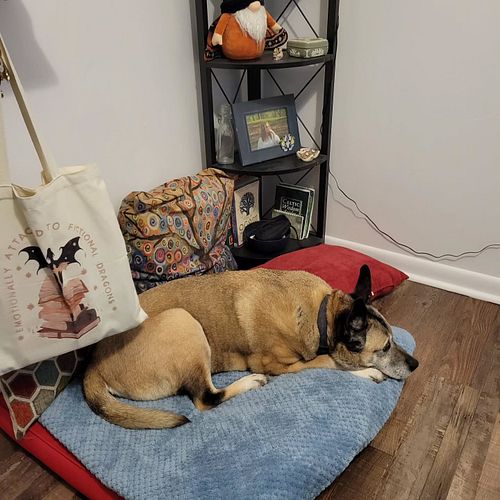 She got her way. She's ba k behind my desk with me. She refused the bed away from me. 

#dogsarefamily