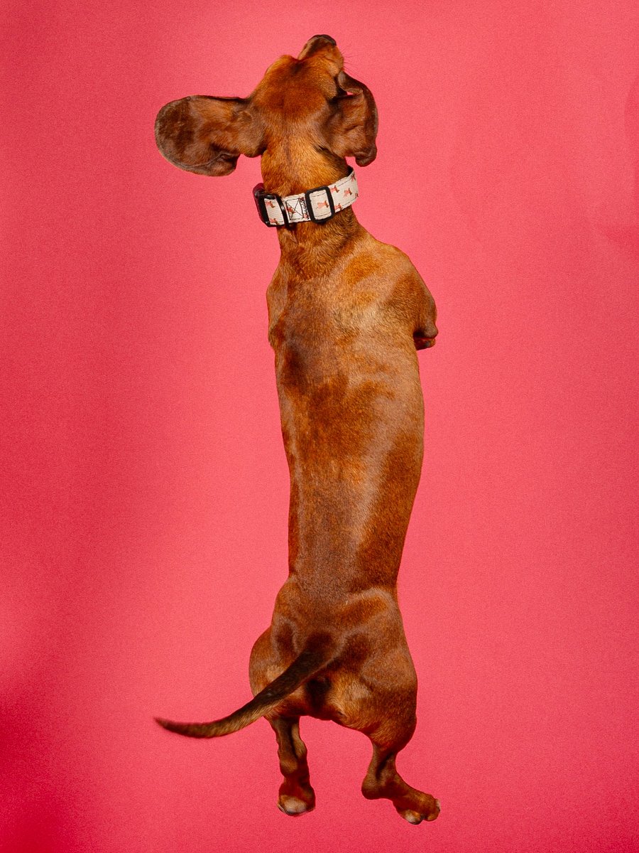 Doxie Collar product image (1)