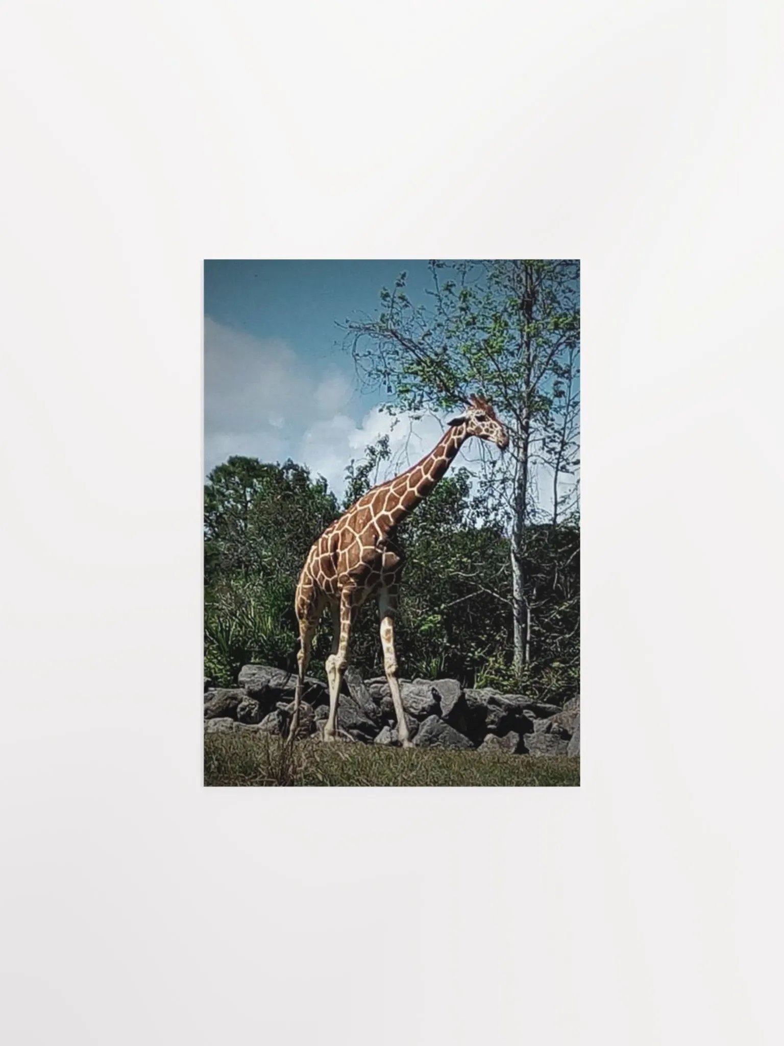 Giraffe Dark Edit product image (7)