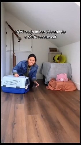 You paid WHAT??? Cats are depreciating assests. Never let the salesmen scam you. #pets  #cats #catsofinstagram #cat #reels