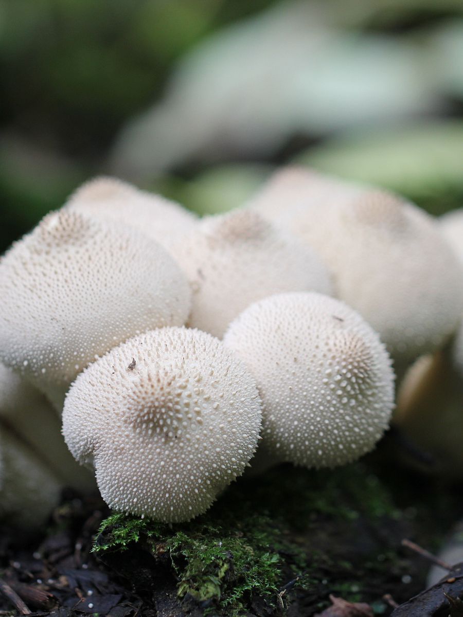 Fungi Image Collection product image (3)