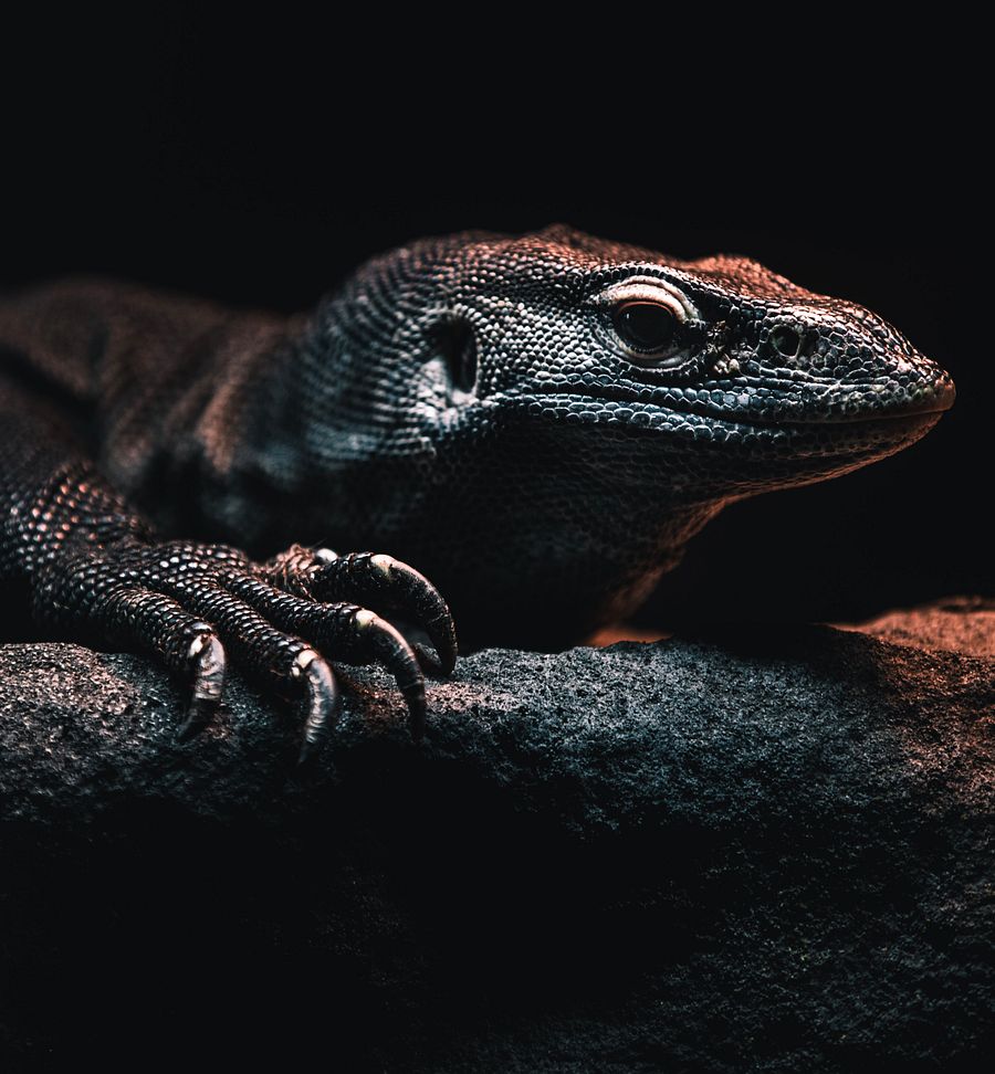 Melanistic Nile Monitor Claws Out #2 product image (1)