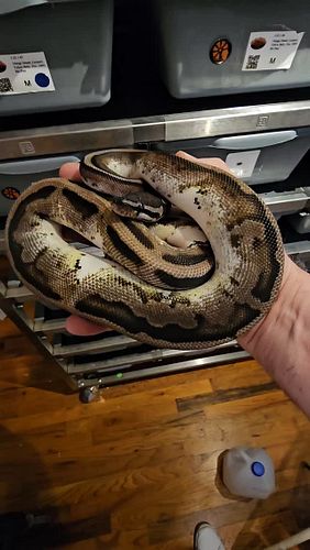 #reptilelover #petsnake #ballpythonmorph #pythonsofinstagram #snakelife #ballpythonlove #ballpythonbreeder #ballpythonbreeder...