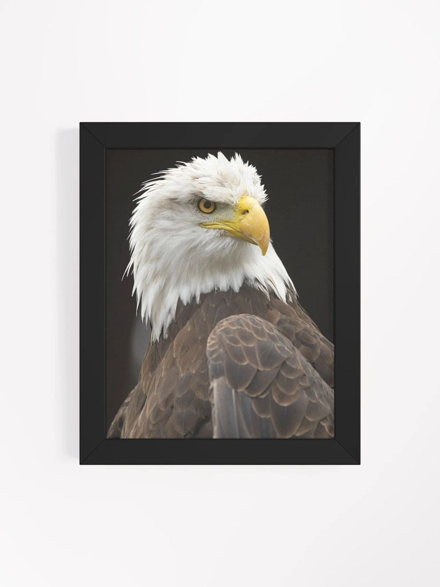 American Bald Eagle product image (45)