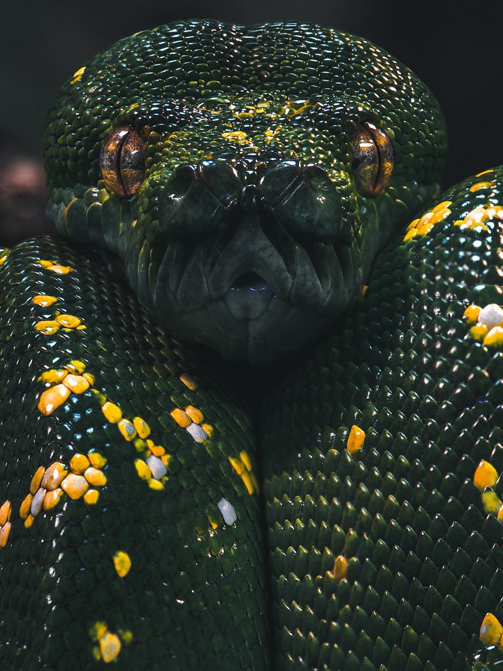Green Tree Python #1 product image (1)