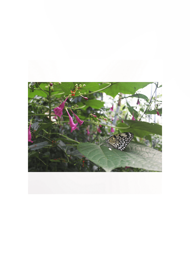 Yellow Butterfly on a Leaf product image (1)