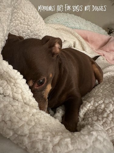 CoCo is not wanting to morning this morning. Mornings are for the Birds.