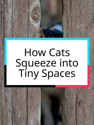 How cats Squeeze into Tiny Sapces