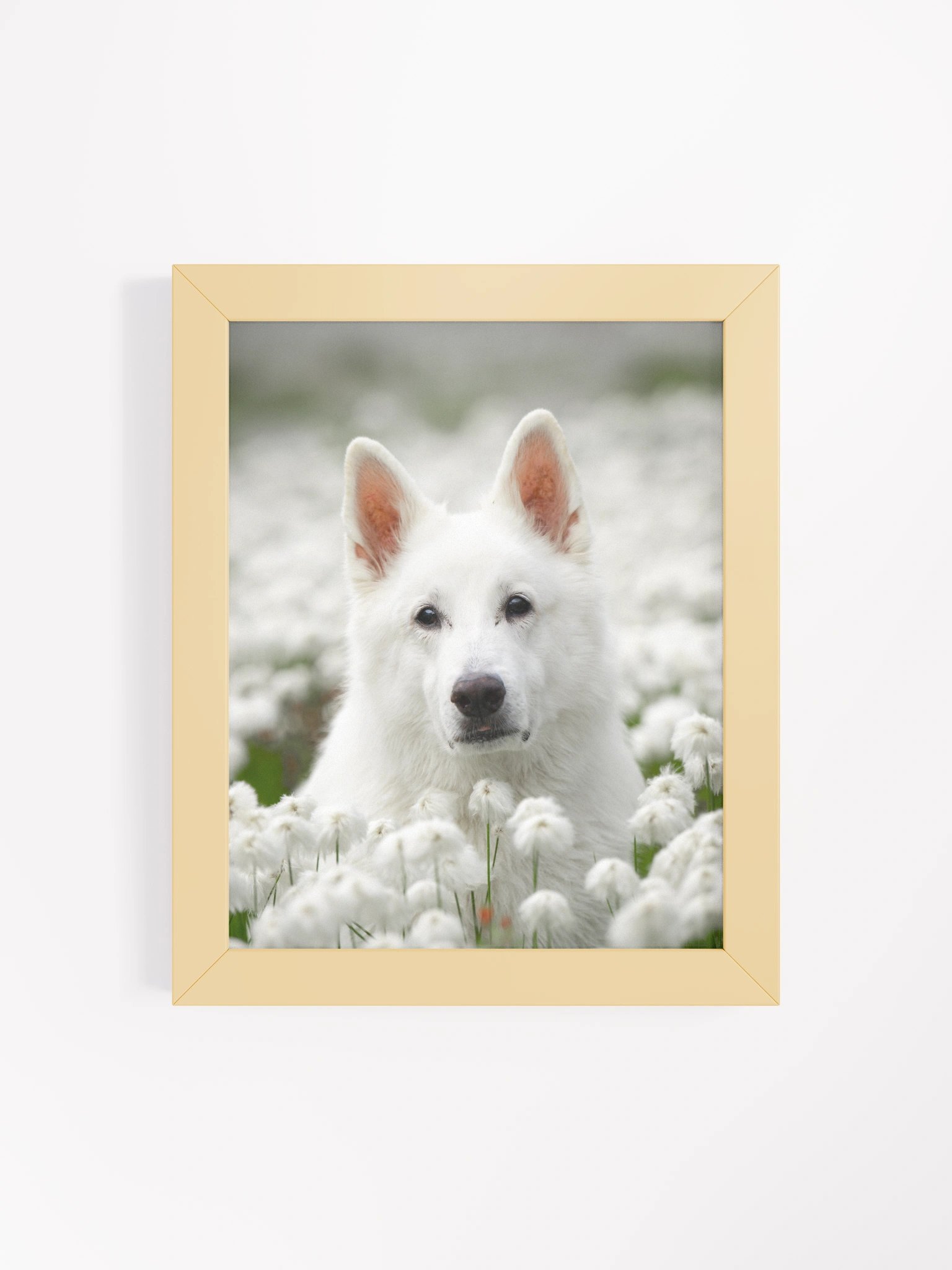 Rasta in the Wool grass product image (64)