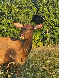 Doe Level