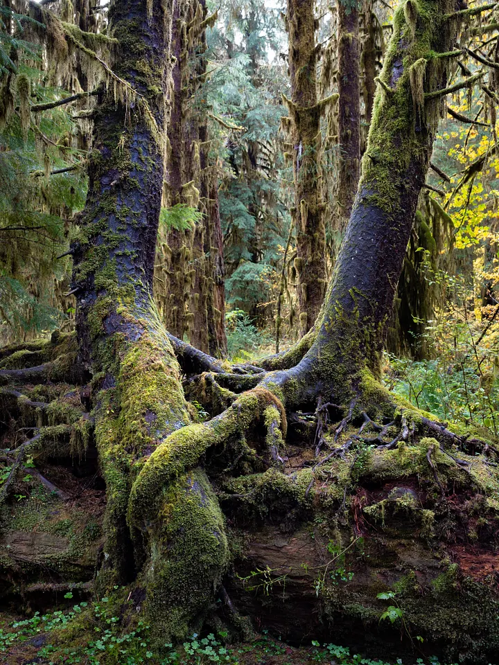 Rainforest Roots product image (1)