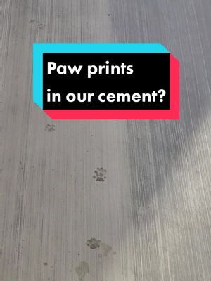 When I saw our cement was finished I knew I had to go over and look at it. Exactly what I expected 🤣 #camkitties #straycat #straycats 