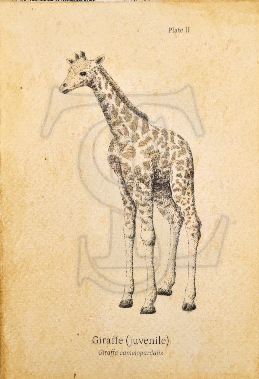 Giraffe Calf Giclée print (hand watercolored) product image (1)