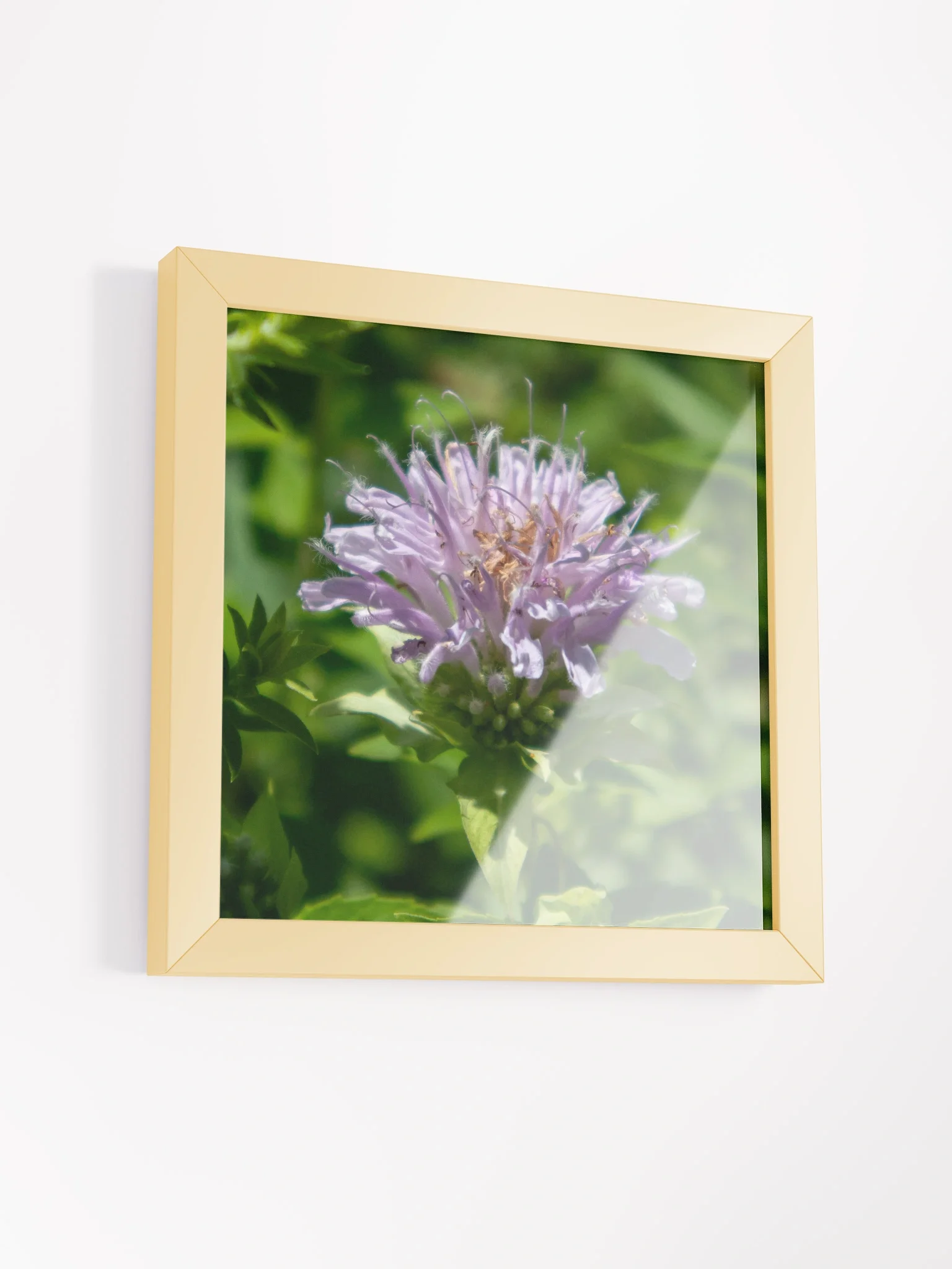 Purple Bee Balm Flower - Wood Framed Matte Poster 10 x 10 - Variety Colors product image (3)