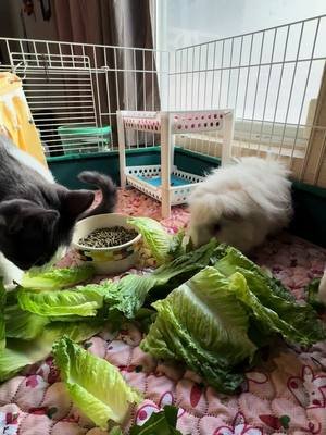 Dino is trying to figure out why the piggies scream at me for lettuce. #guineapig 