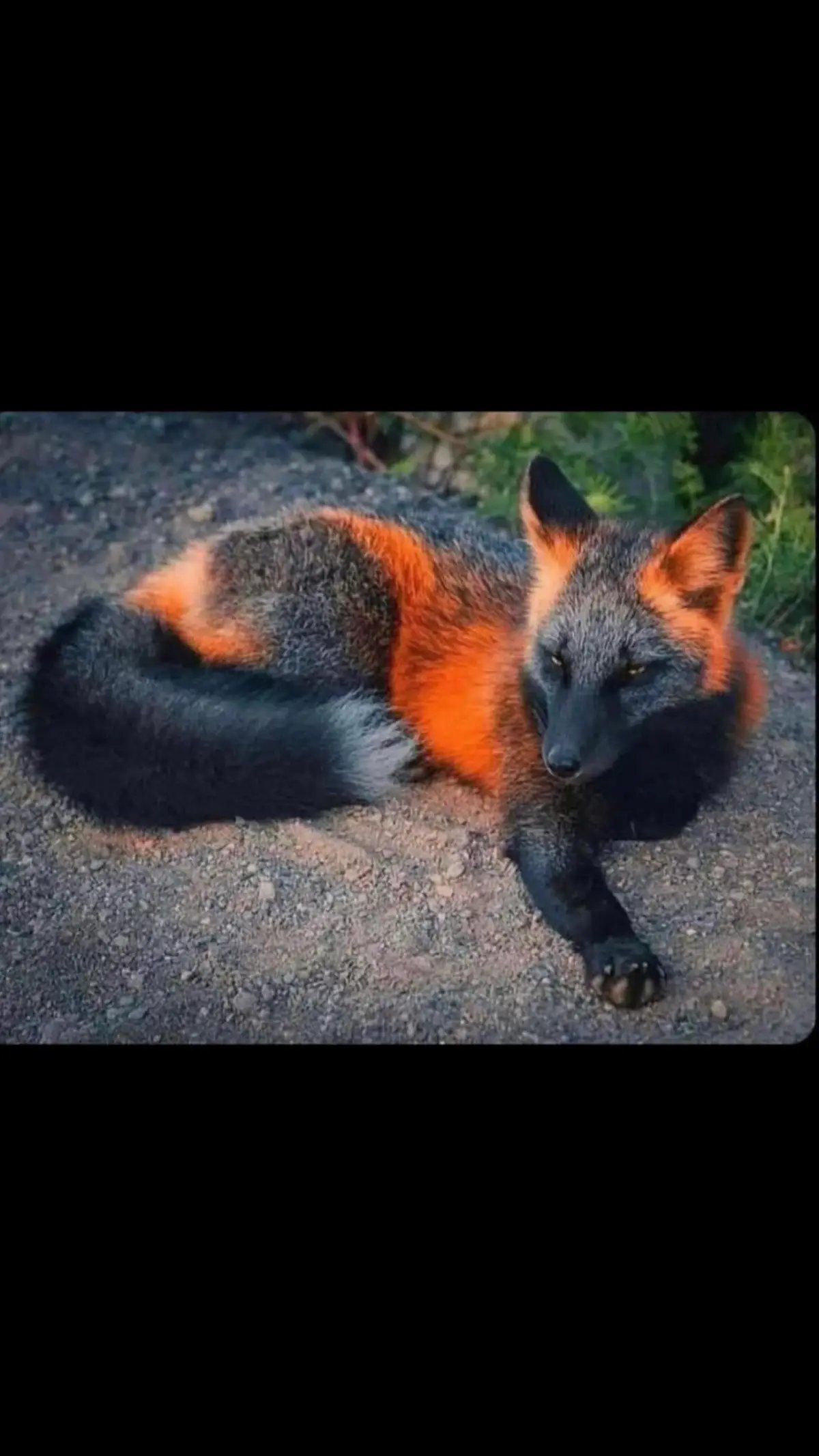 #tiktoksound #soundchallenge #fyp #beautiful #fox 