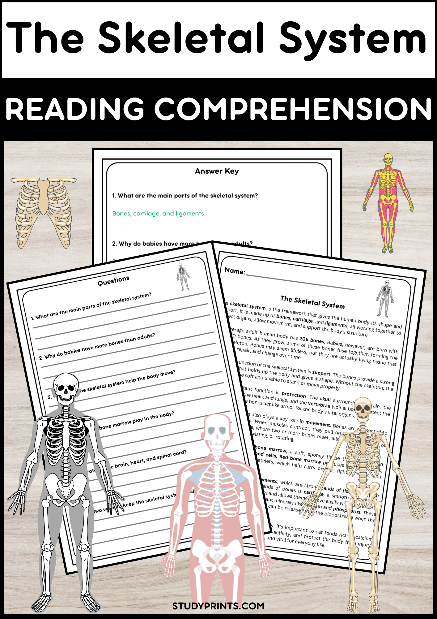 Skeletal System Reading Passage with Questions | Human Body Science Activity product image (1)