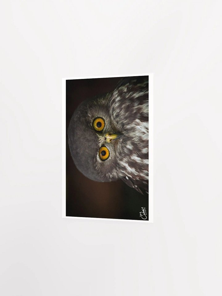 The Owl's Stare - Print product image (2)