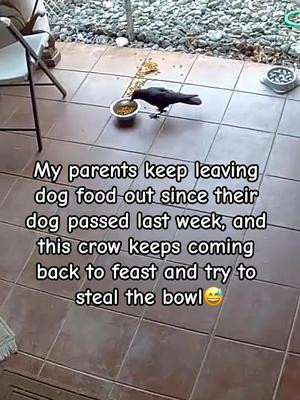 This crow is well fed, and consistently coming back 😅 Im not sure what they think will happen if they keep moving the bowl around… #bird #birds #birdsoftiktok #funny #funnybirds #crow #blackcrow #dogfood #animals #animalsoftiktok 
