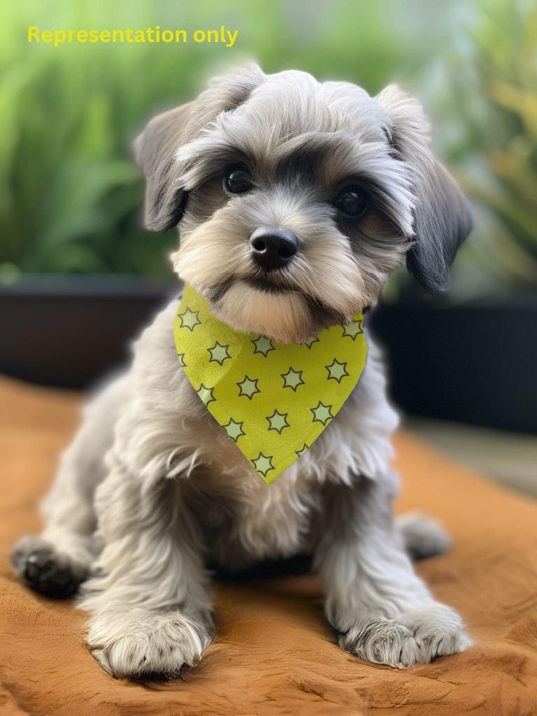 Pet's yellow star print bandana product image (5)