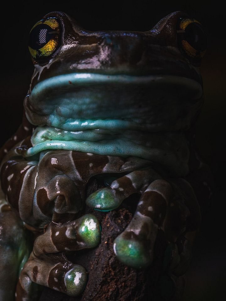 Blue Milk Frog product image (1)