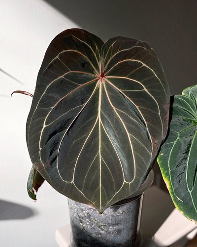 Instead of asking people which plants they would save from a burning building we should be asking what is the one plant they ...