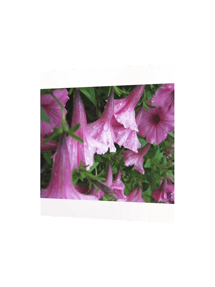 Dew Drops on Pink Flowers product image (6)