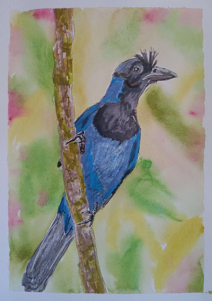 Original Art Series: Corvids [07] Azure jay product image (1)