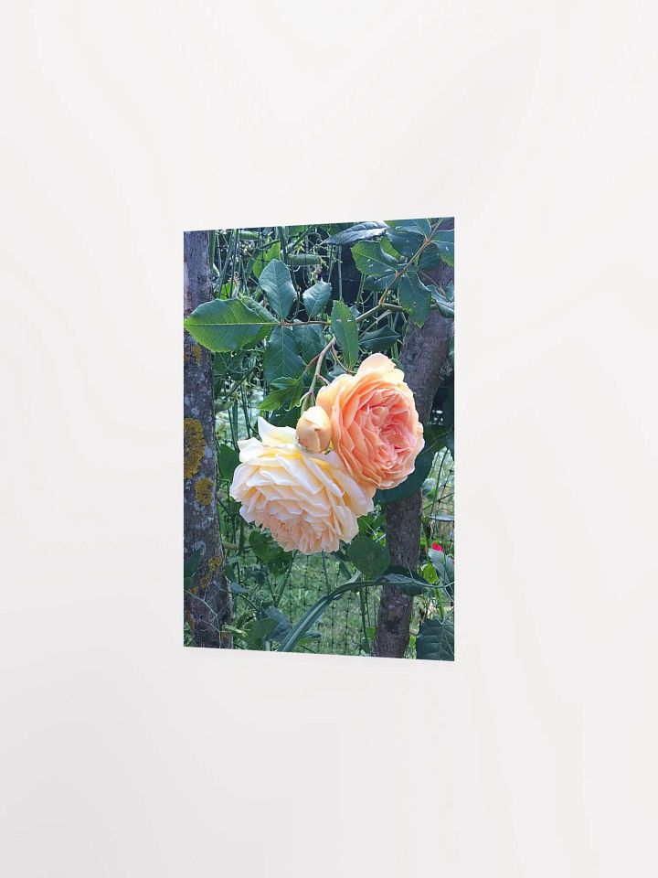Orange Roses product image (9)